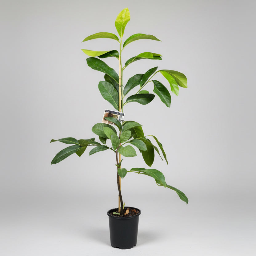 Grafted Black Sapote - Maher