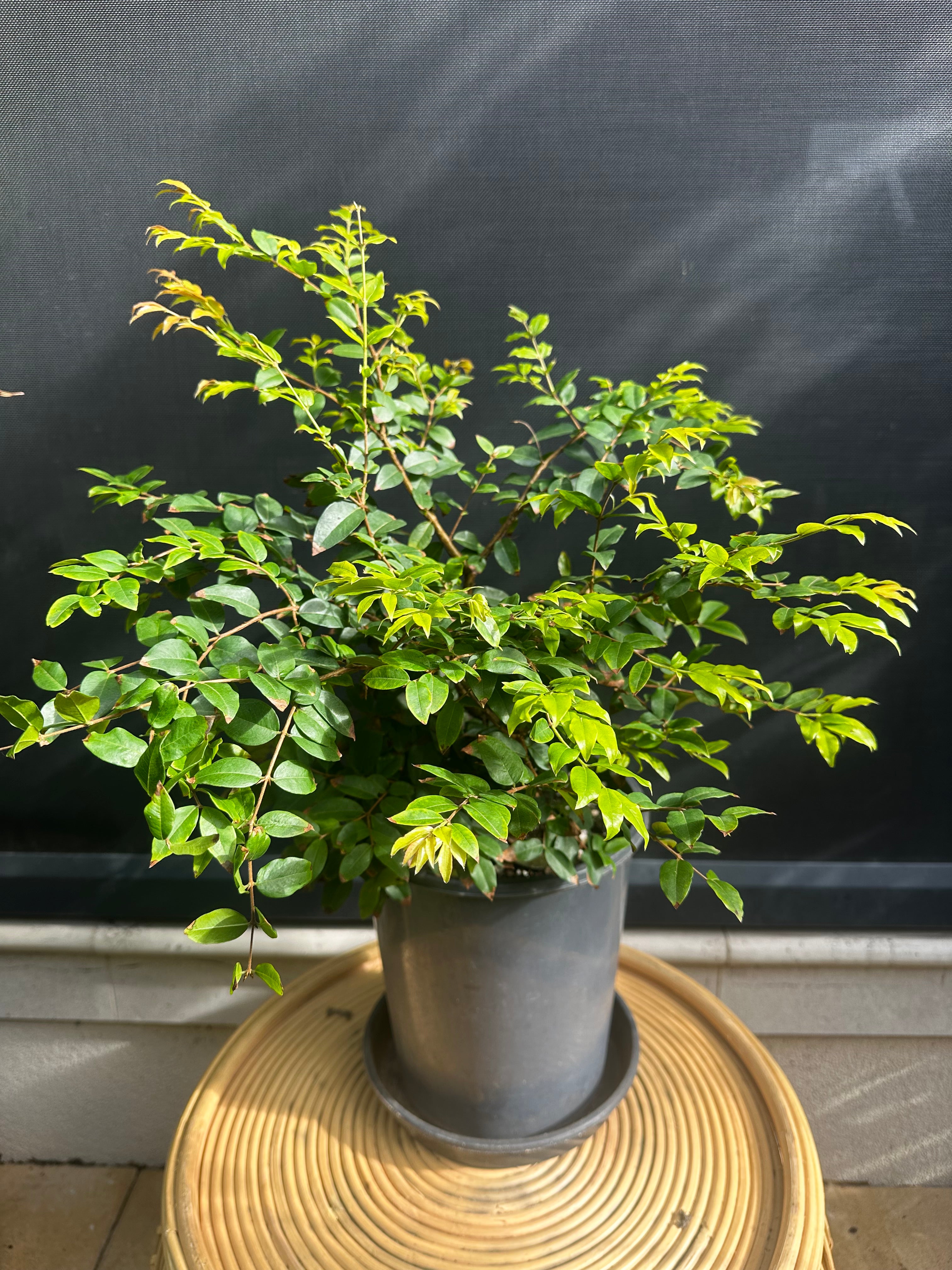 Rare Jaboticaba Sabara (M)