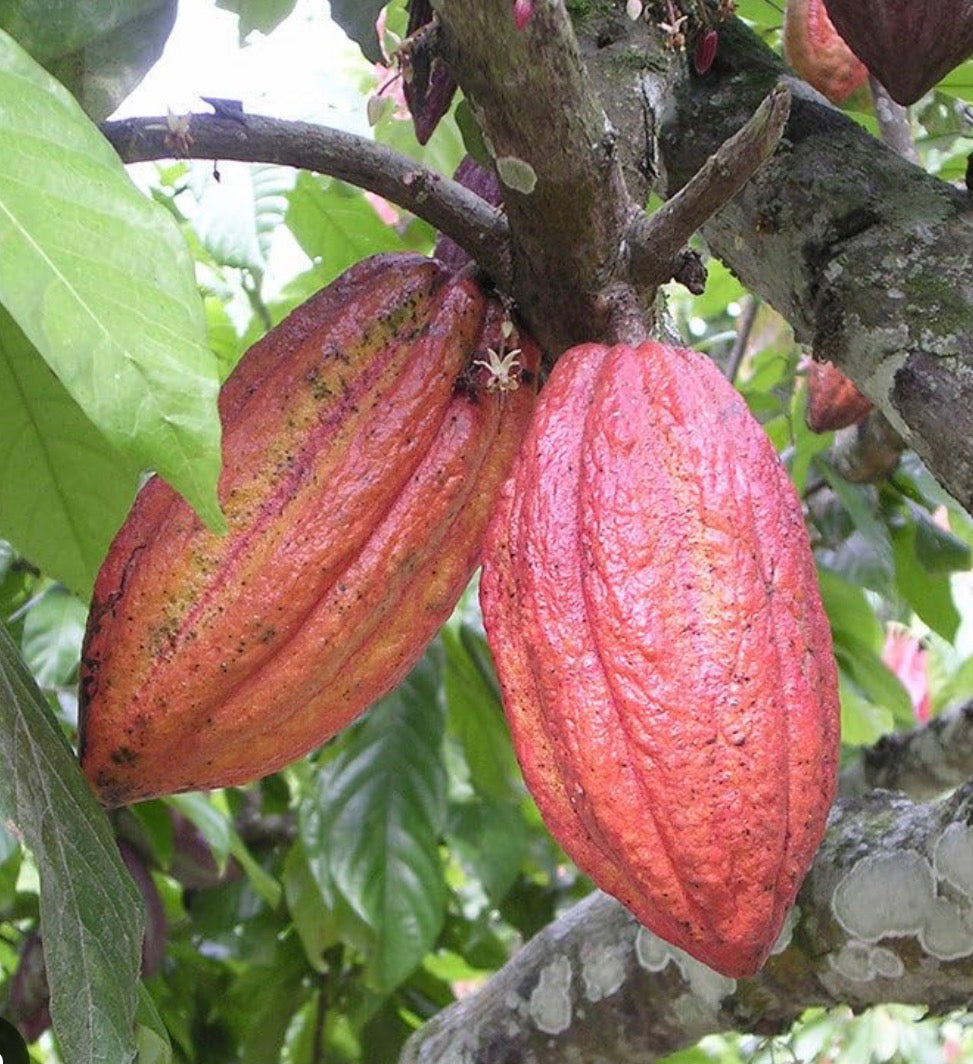 Tropical - Cacao Fruit Tree