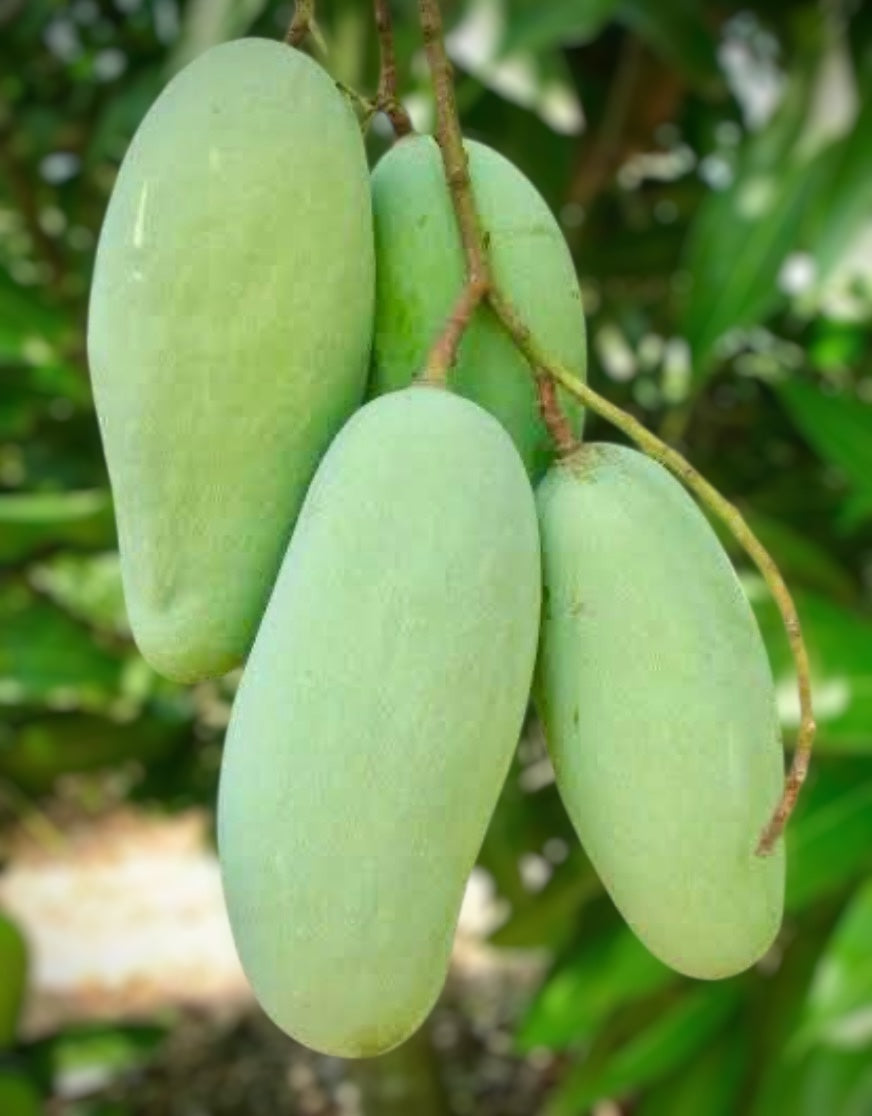 Mango - Khiew Savoy (M)