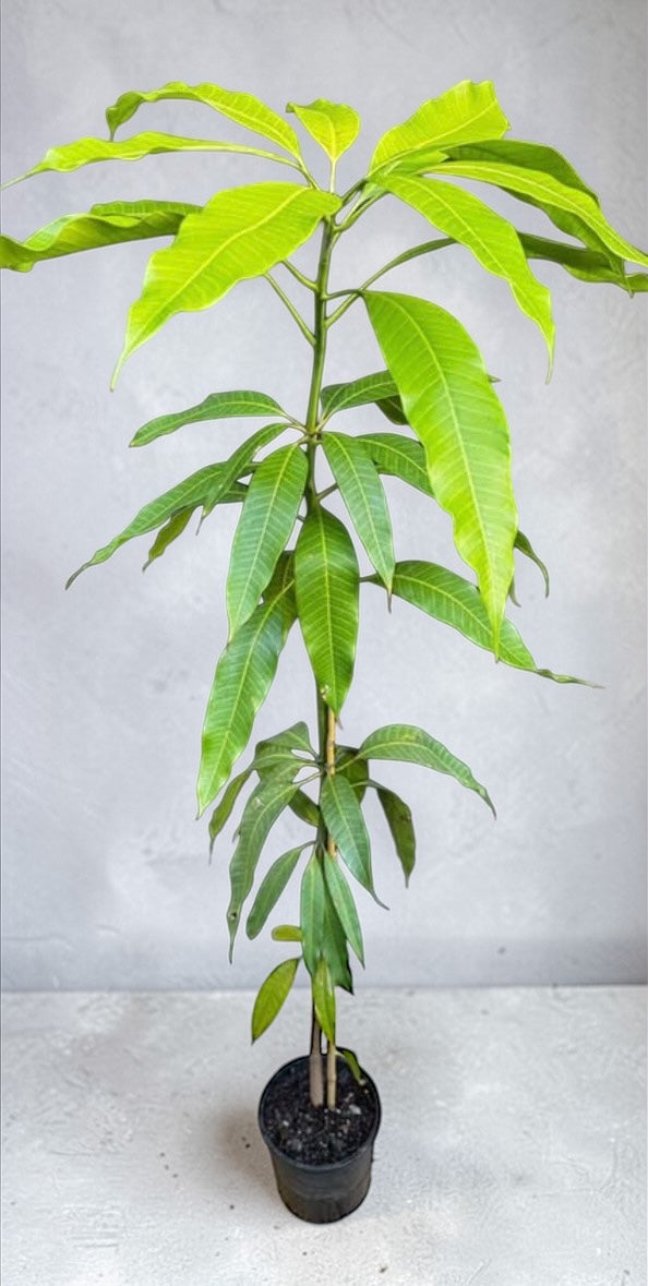 Mango - Khiew Savoy (S)