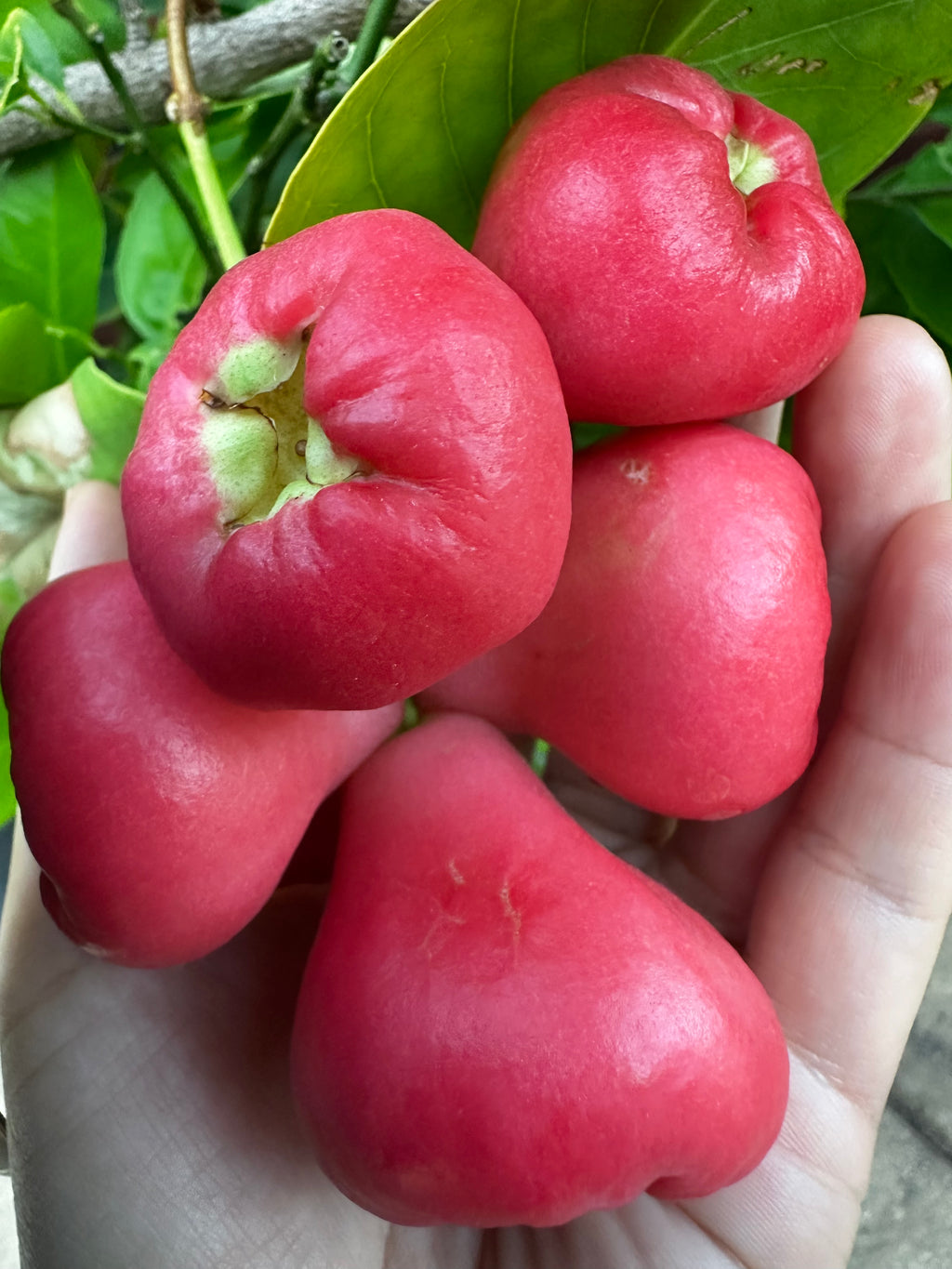 Tropical - Wax Jambu