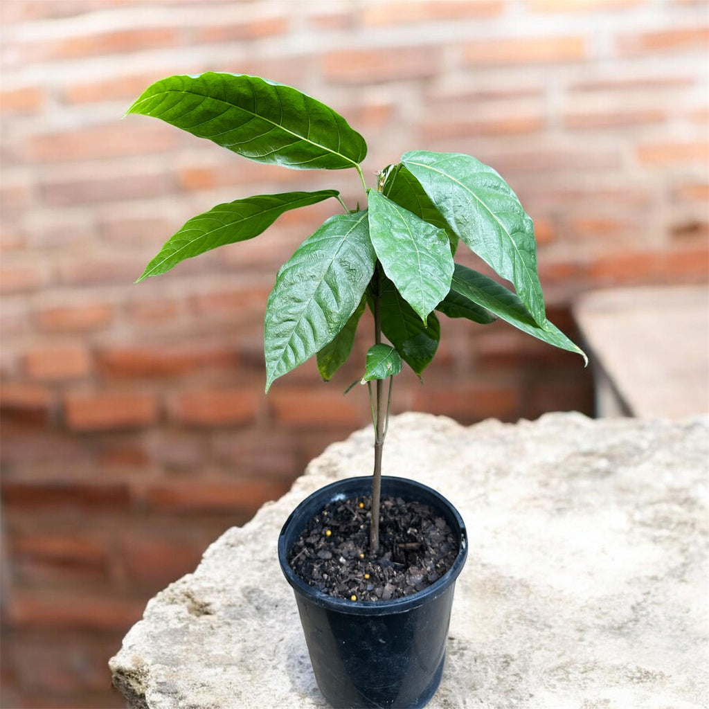 Tropical - Cacao Fruit Tree
