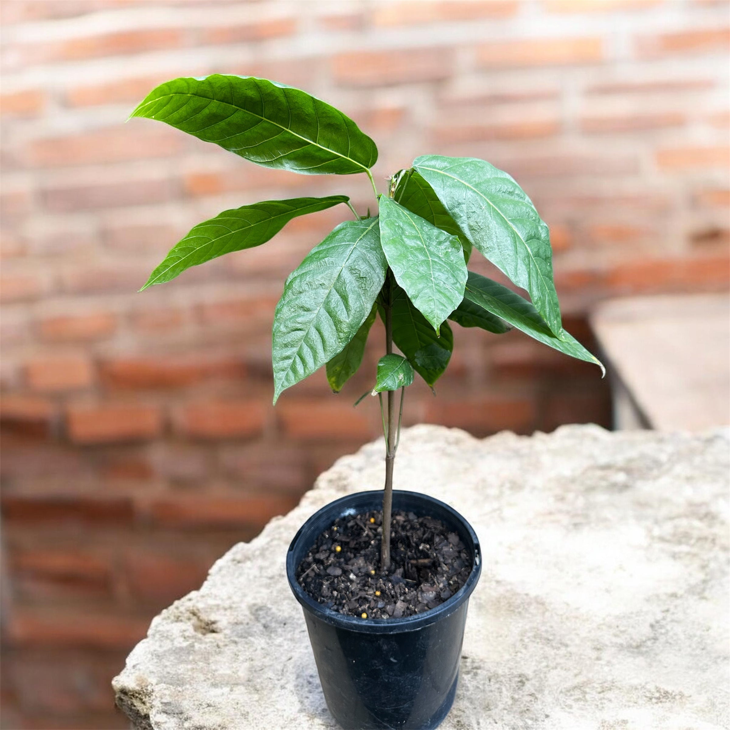 Tropical - Cacao Fruit Tree