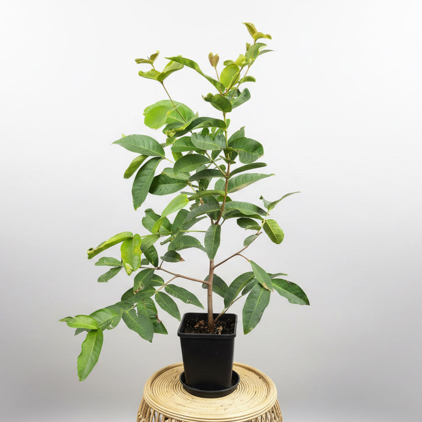 Tropical - Wax Jambu