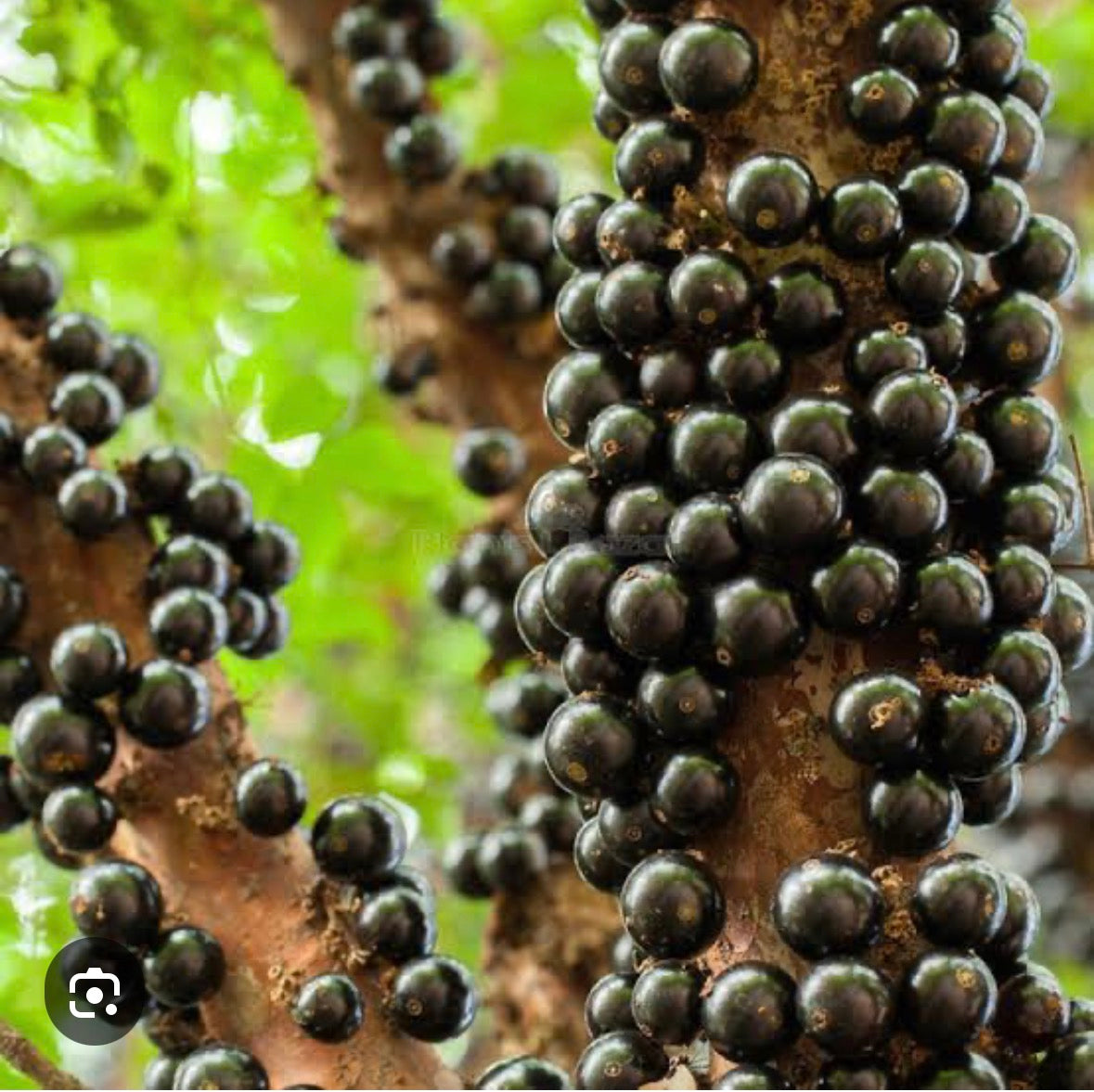 Rare - Jaboticaba Sabara