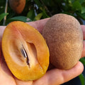 Tropical - Sapodilla