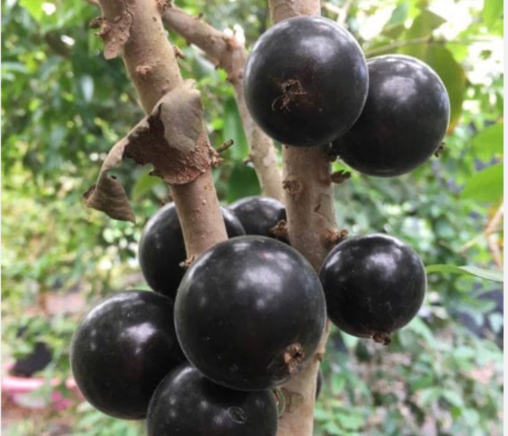 Rare - Jaboticaba - Grimal