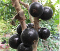 Rare - Jaboticaba - Grimal