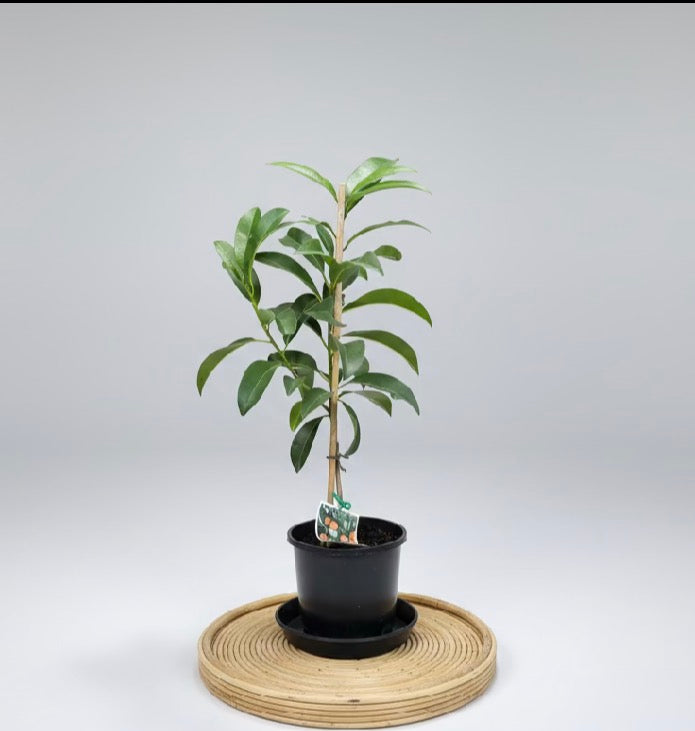 Tropical - Sapodilla