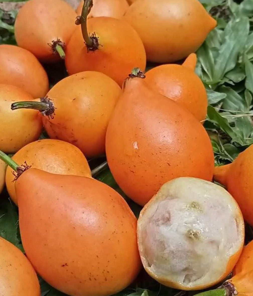 Tropical - Honey Drop Mangosteen