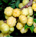 Tropical - Star Gooseberry (S)