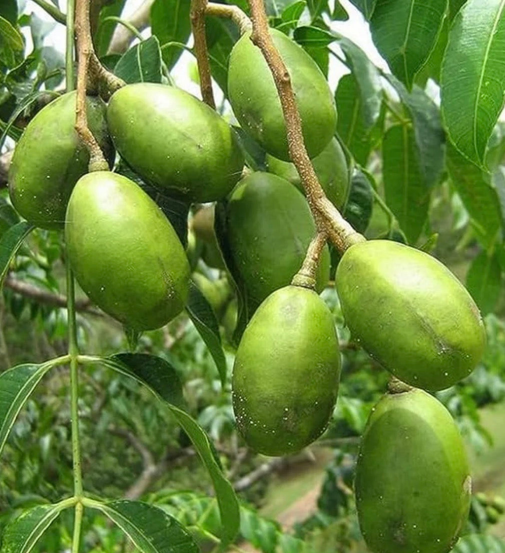 Tropical - Hog Plum aka Ambarella