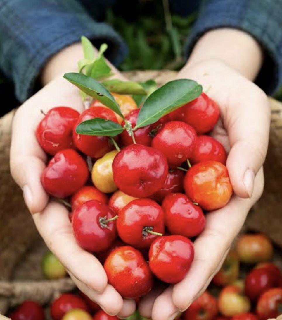 Tropical - Acerola Cherry