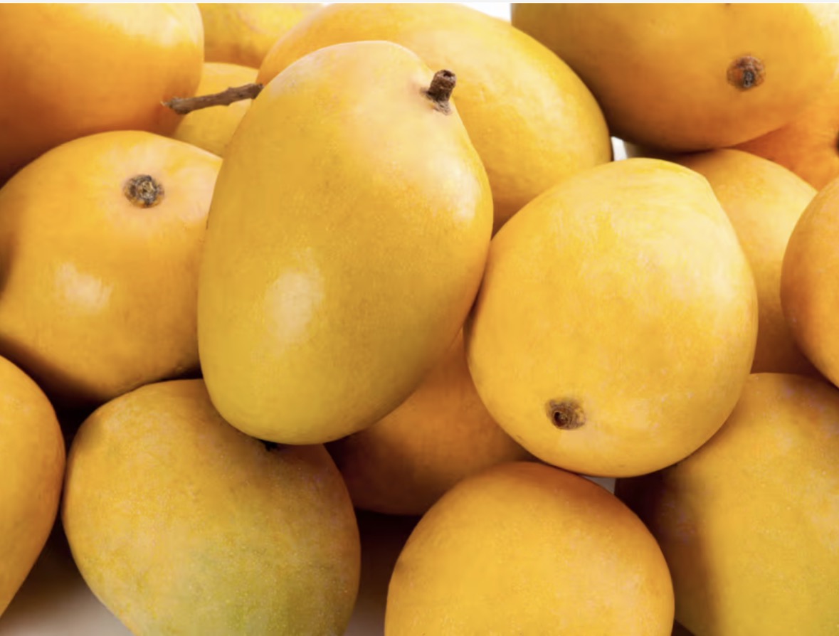 Mango - Alphonso Mango (M)