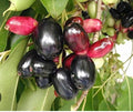 Jambolan Plum
