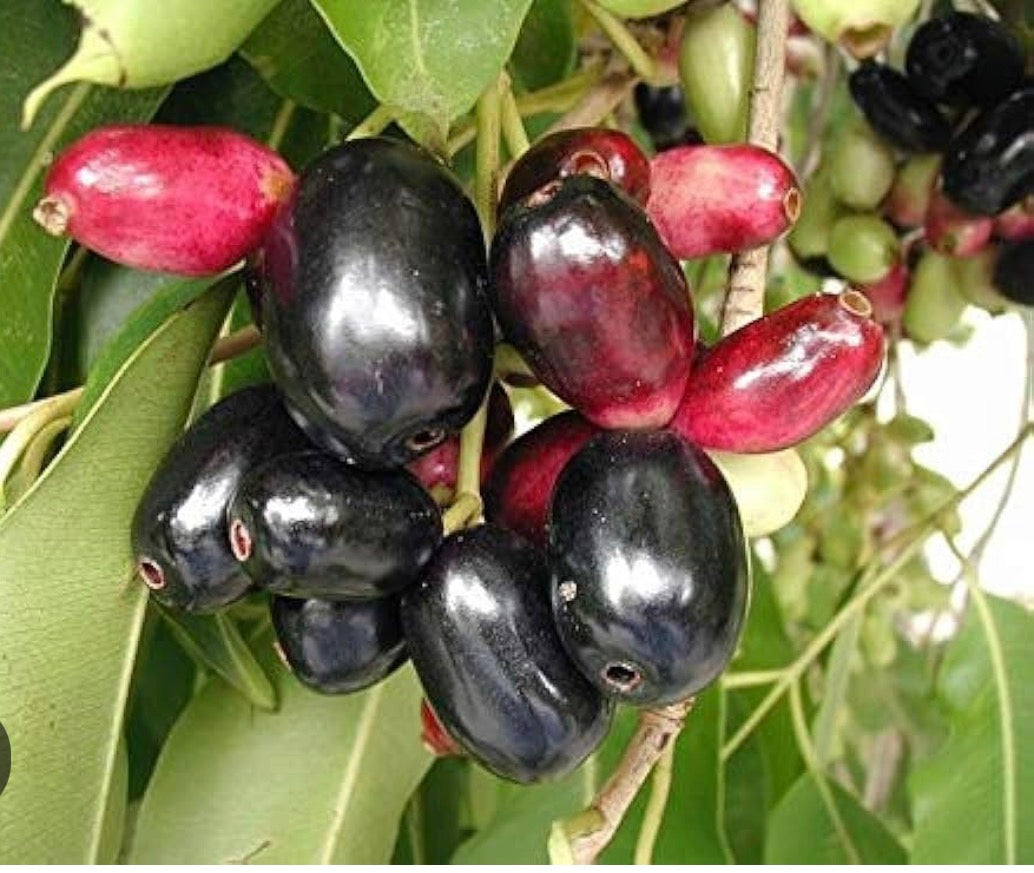 Jambolan Plum