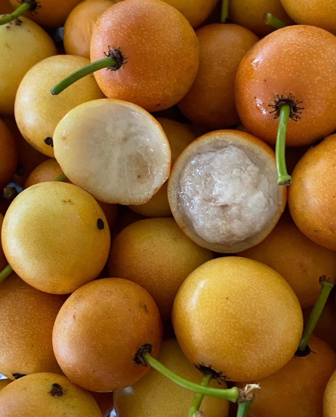 Tropical - Lemon Drop Mangosteen