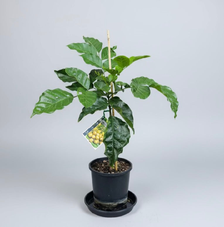 Tropical - Wampee