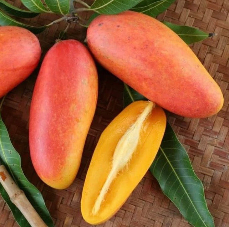 Mango - Dwarf King Thai (Maha Chanok)