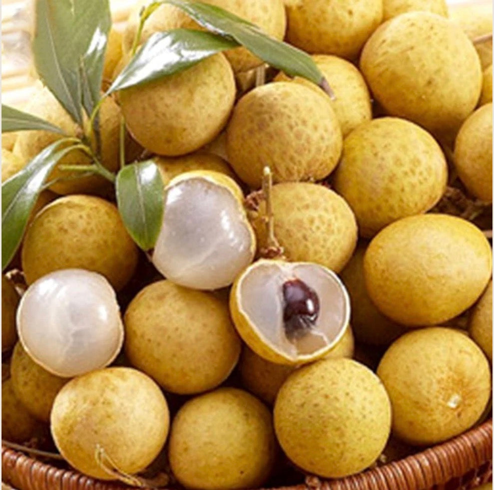 Marcotted Semi-Advanced Longan (Kohala)