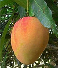 Mango - Bambaroo KP (L)