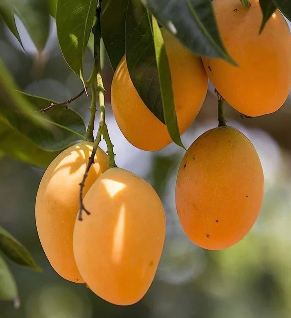 Mango - Alphonso