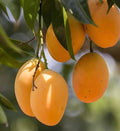 Mango - Alphonso