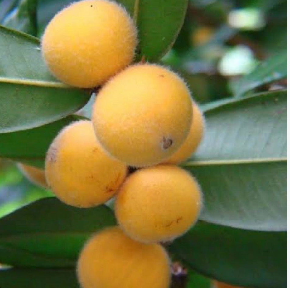 Rare Jaboticaba Yellow