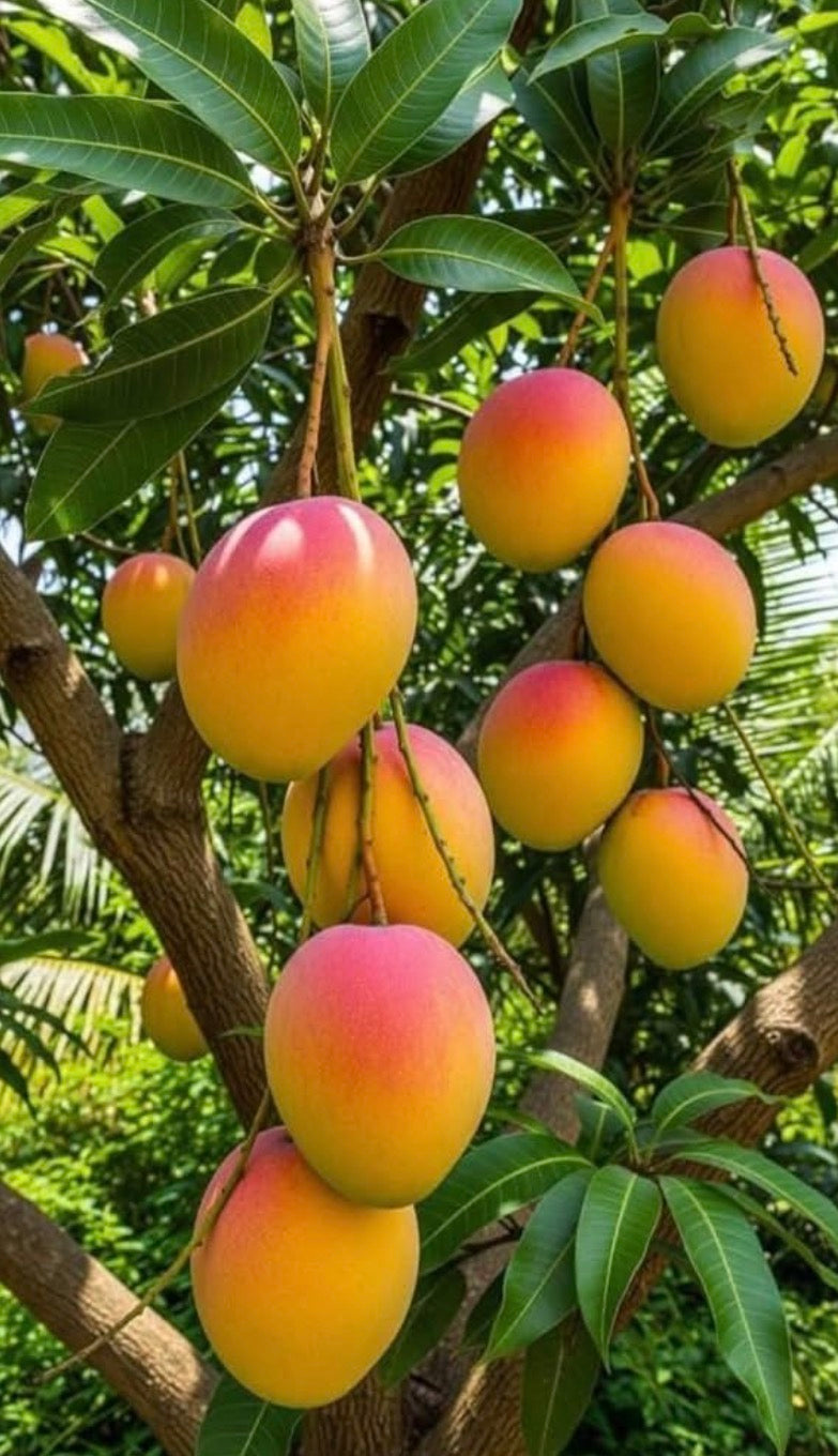 Grafted Zill Mango