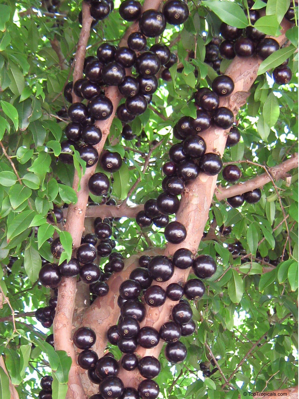 Rare Jaboticaba Sabara (M)