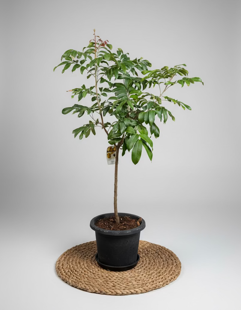 Marcotted Semi-Advanced Longan (Kohala)