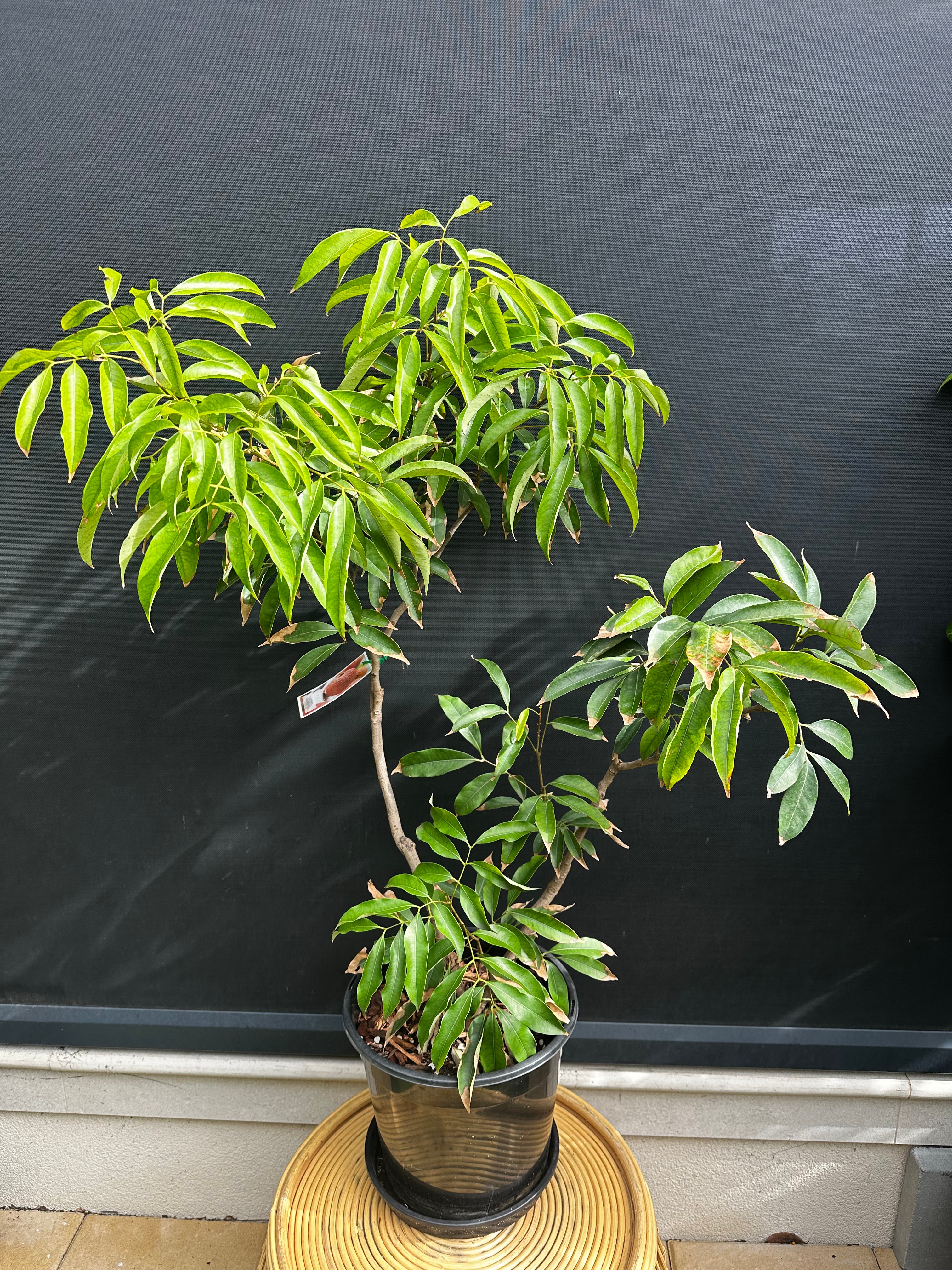 Kwai Mai Pink Lychee (Bosworth 3)
