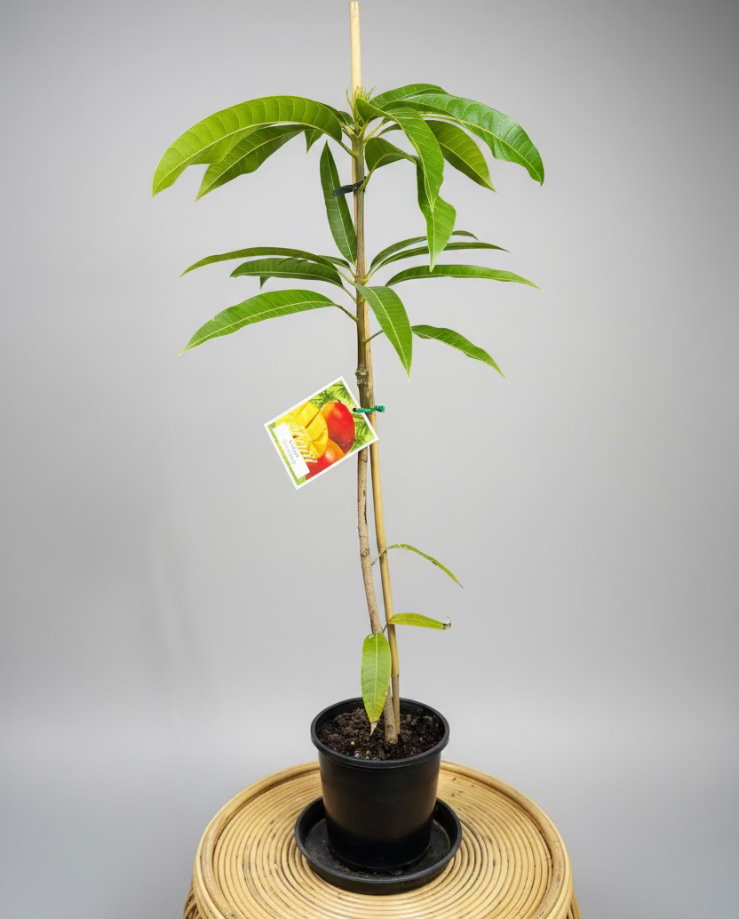 Mango - Bambaroo (KP)