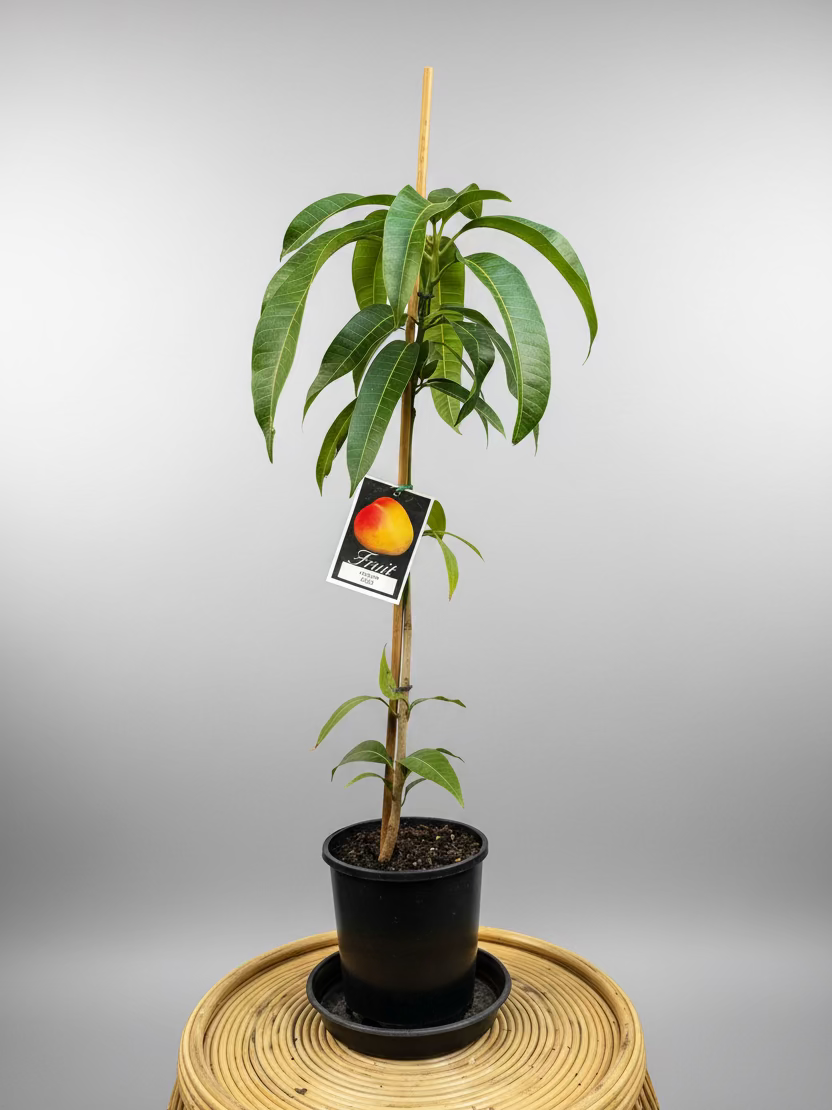 Mango - R2E2