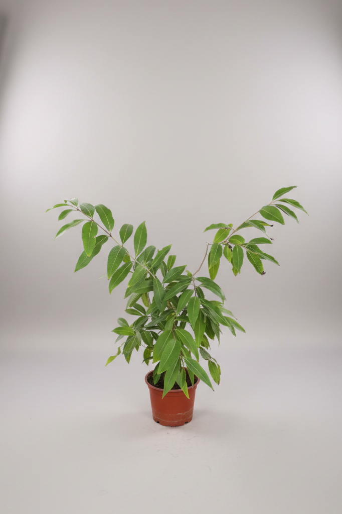 Jambolan Plum