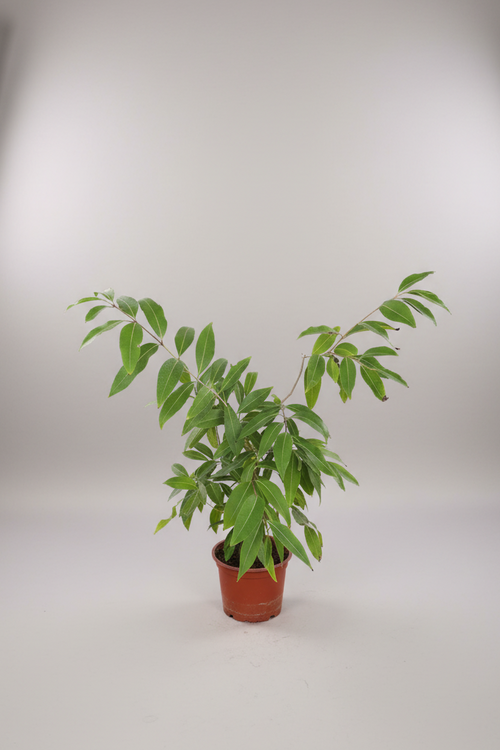 Jambolan Plum