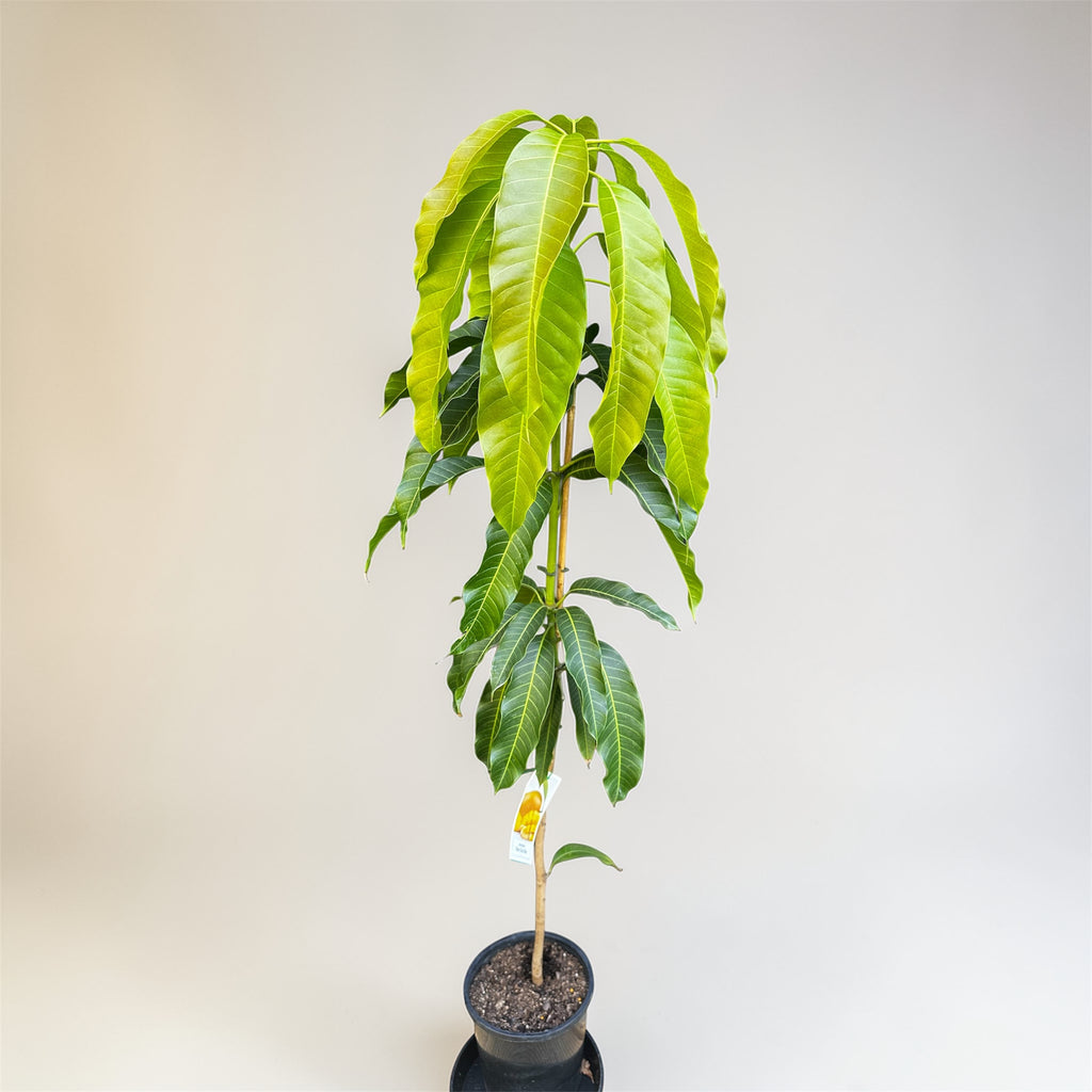 Mango - Nam Doc Mai (S)