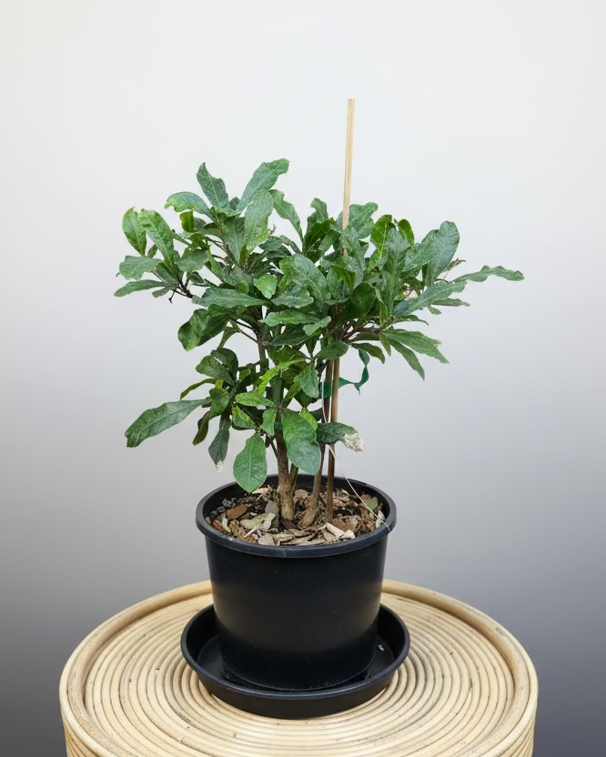 Tropical - Miracle Berry