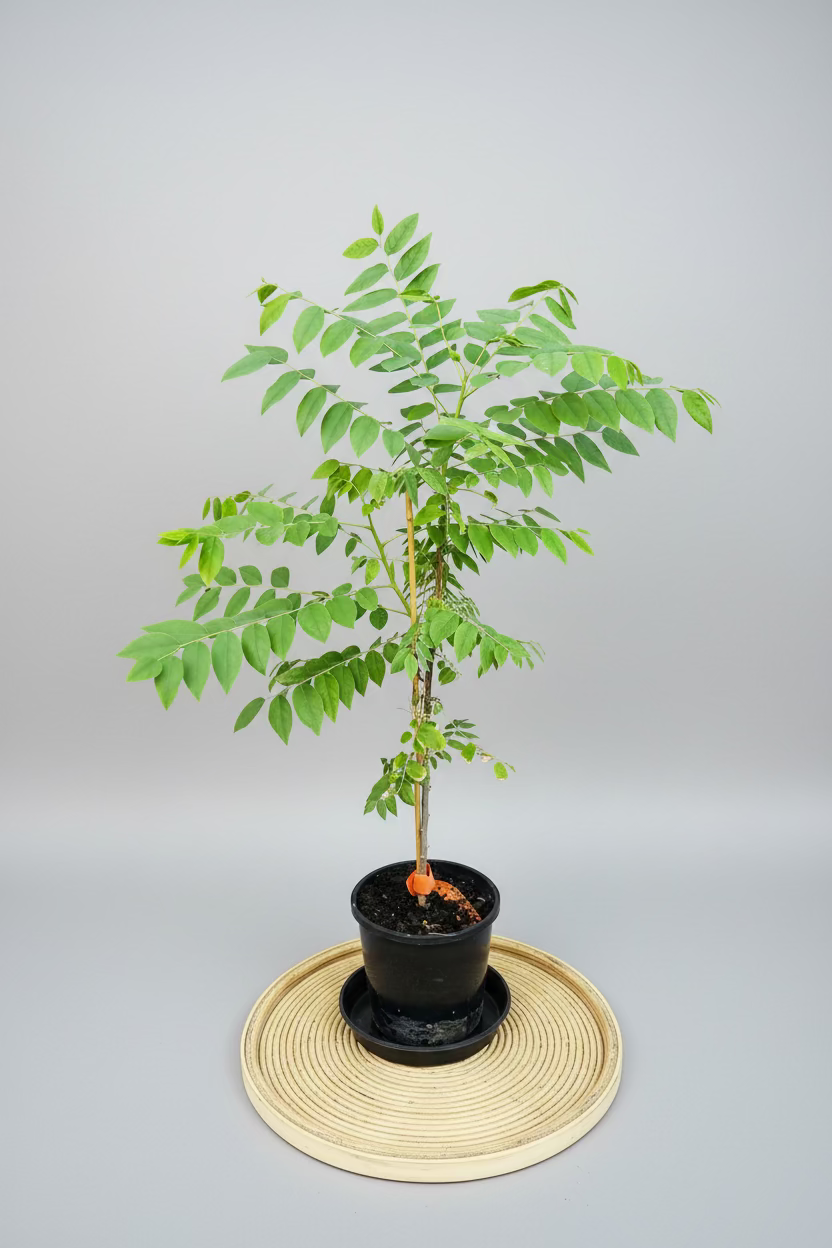 Tropical - Star Gooseberry (S)