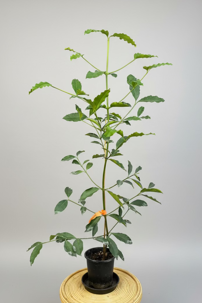 Tropical - Lemon Drop Mangosteen