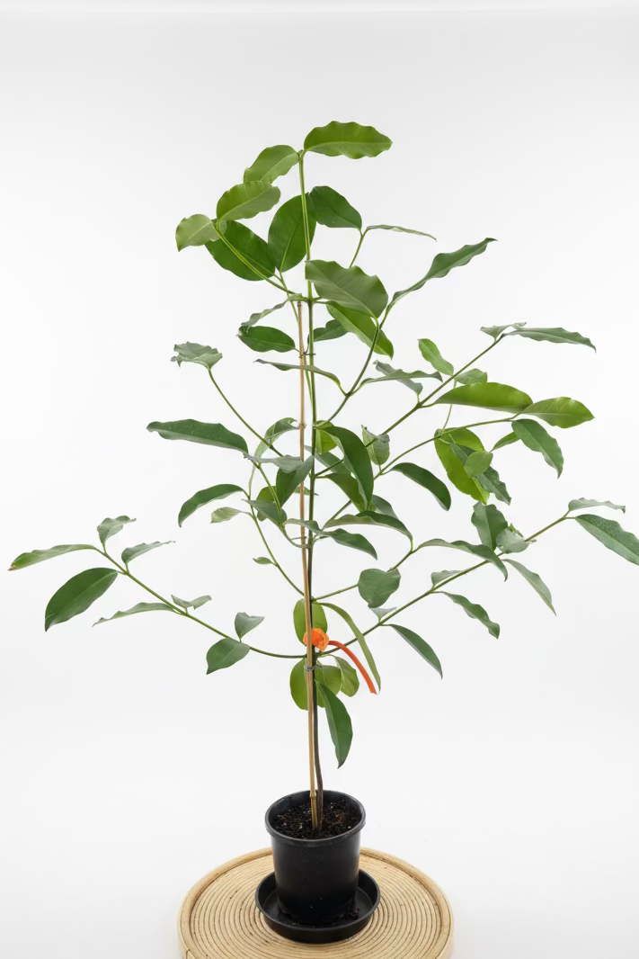 Tropical - Honey Drop Mangosteen