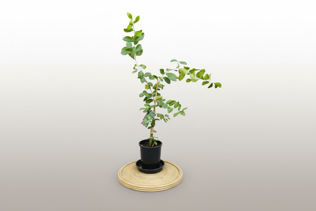 Tropical - Acerola Cherry