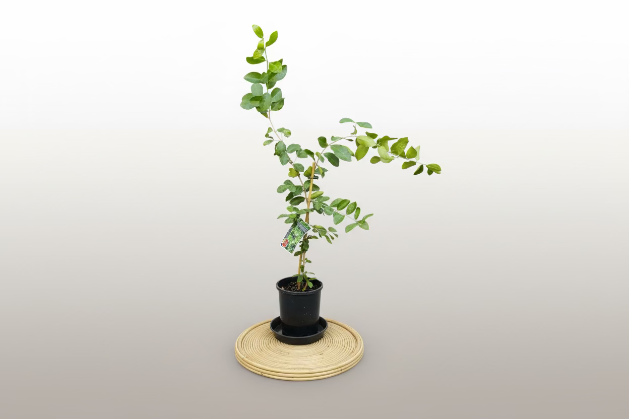 Tropical - Acerola Cherry