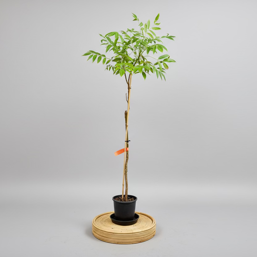 Tropical - Hog Plum aka Ambarella