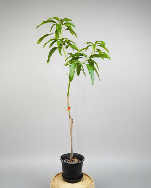 Mango - Bambaroo KP (L)