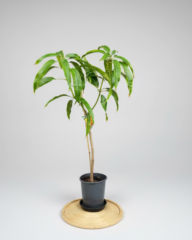 Mango - Alphonso Mango (M)