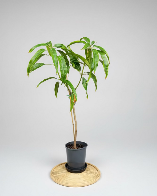 Mango - Alphonso Mango (M)