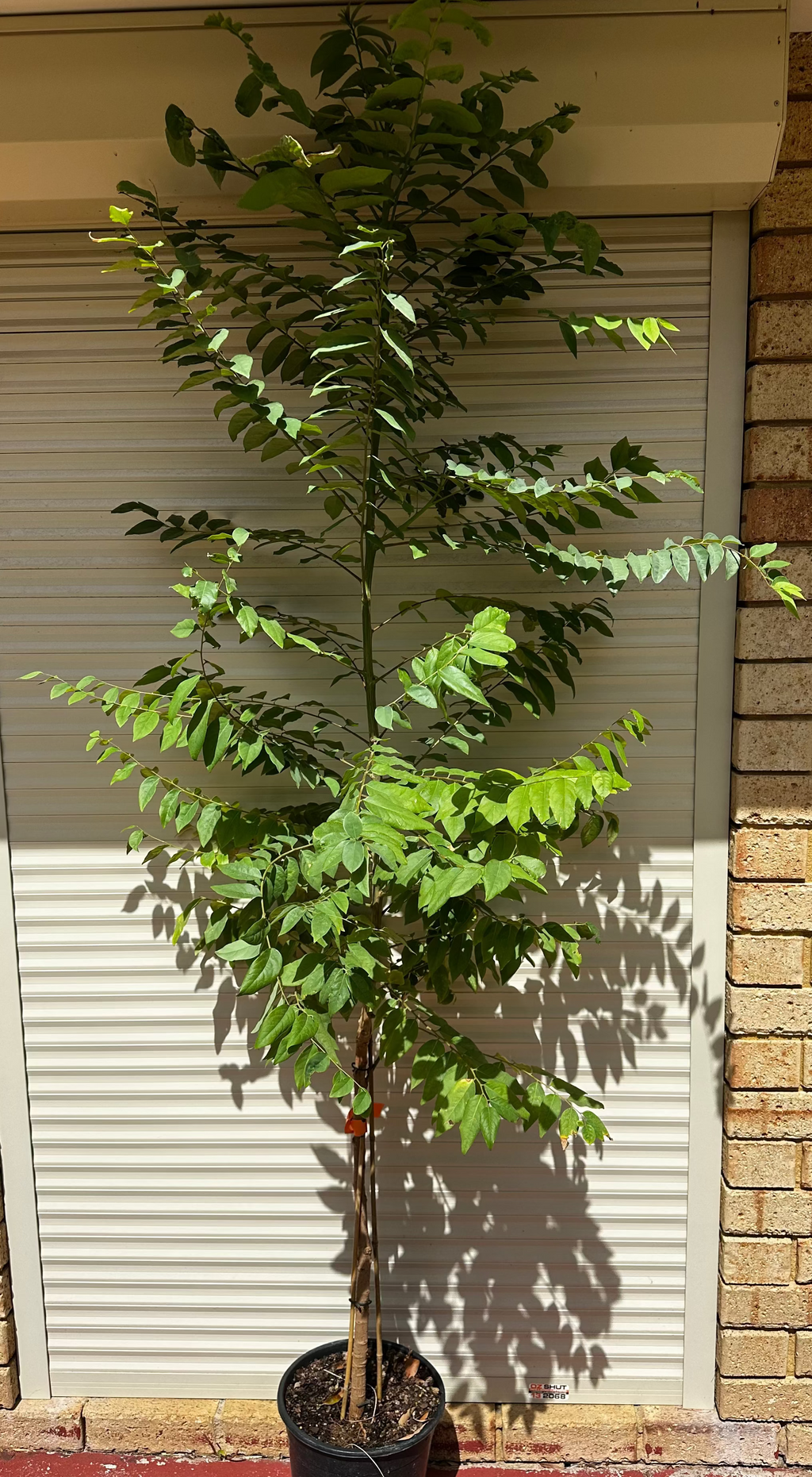 Star Gooseberry (Large)