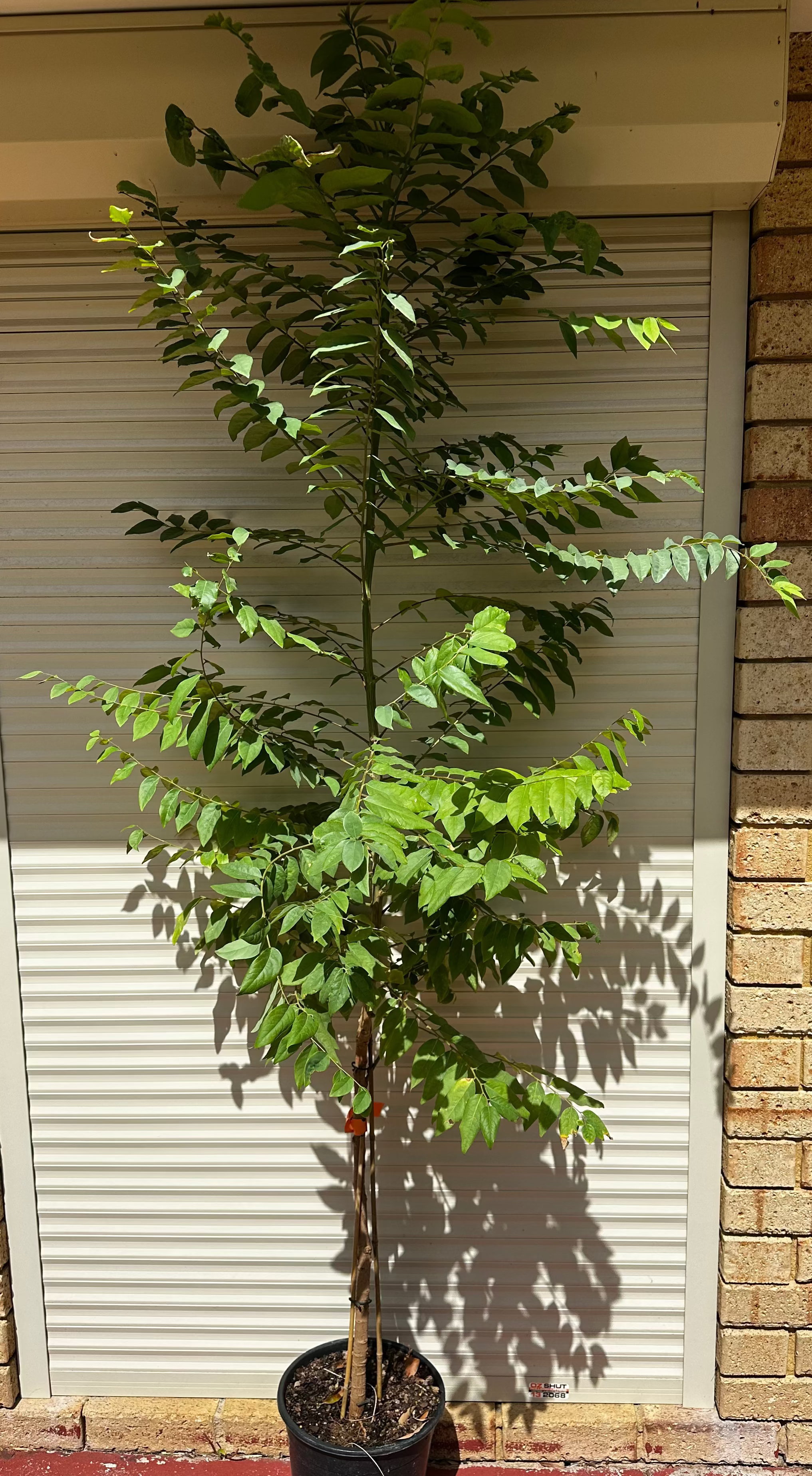 Star Gooseberry (Large)